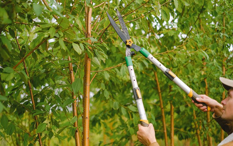 Tree trimming in Ranchita, CA